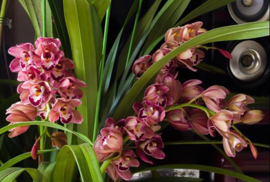 大花球|农历十一月大雪过后，养什么花？家里养3种花，前程似锦步步高升