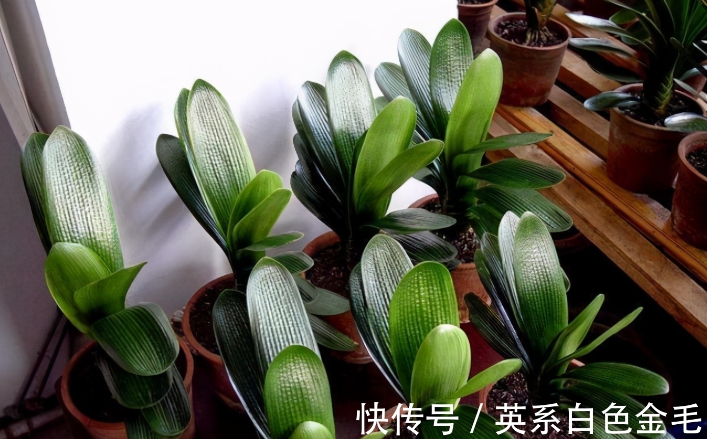 阳台养君子兰，四季学会“巧浇水”，叶子绿油油，冬季开爆盆