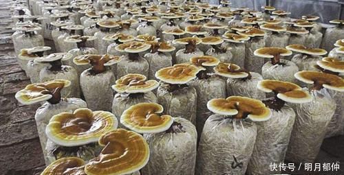 被誉为“仙草”炒到上万一斤,如今堆成山没人要,农民:成笑话