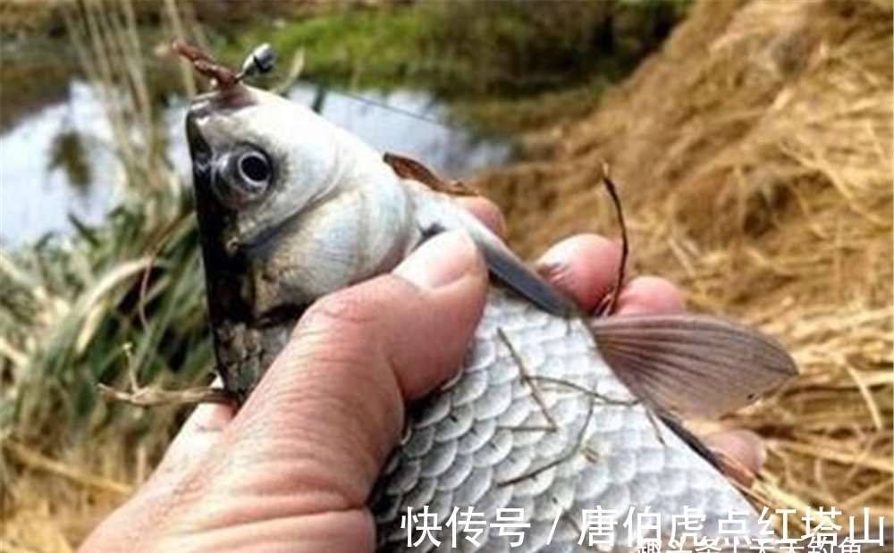 大板鲫|冬季钓鱼,这种钓法有5大优势,大板鲫一钓一个准,秒杀其他钓法