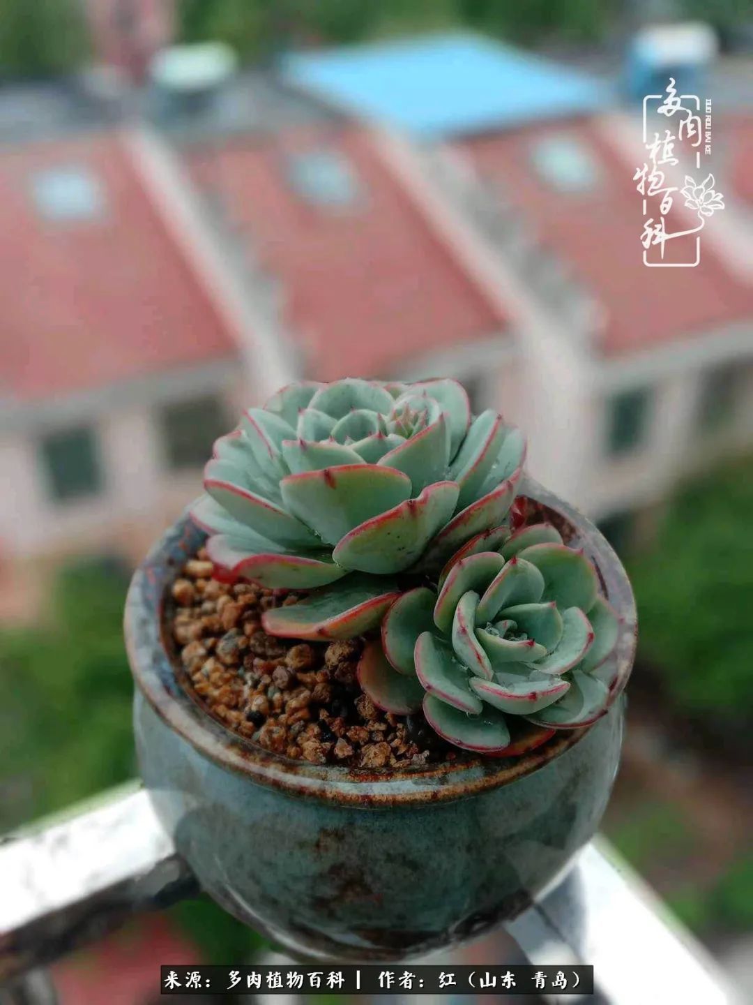 多肉度个夏，回到解放前！曾经有多美，现在就有多丑！