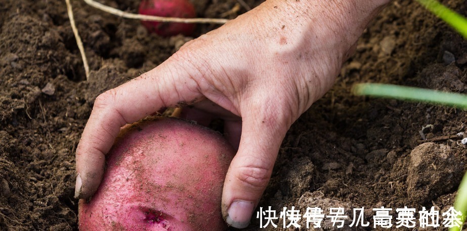 美味|红皮土豆为何受到消费者喜爱,原因很简单,营养又美味!