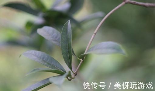 四季桂怎么养,四季开花的5个小秘诀都在这