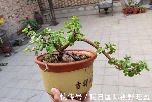 金枝玉叶做成盆景,矮壮才美,该怎样营造