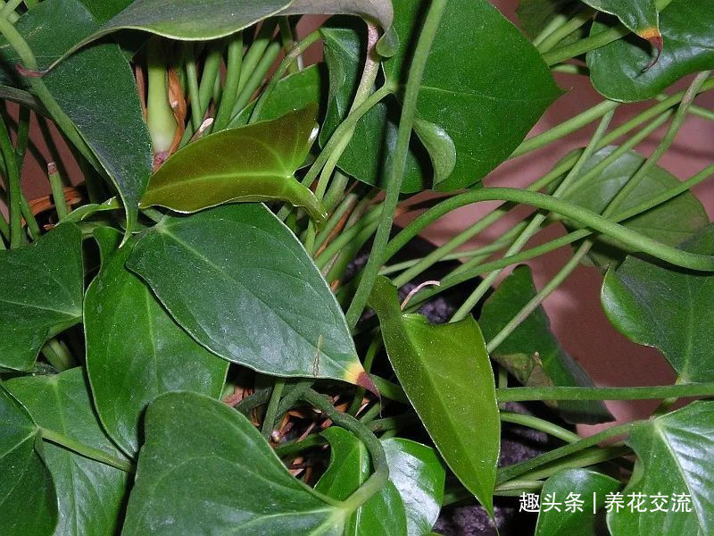 红掌和火鹤花是同一种植物花朵为啥会变绿,如何让它复花