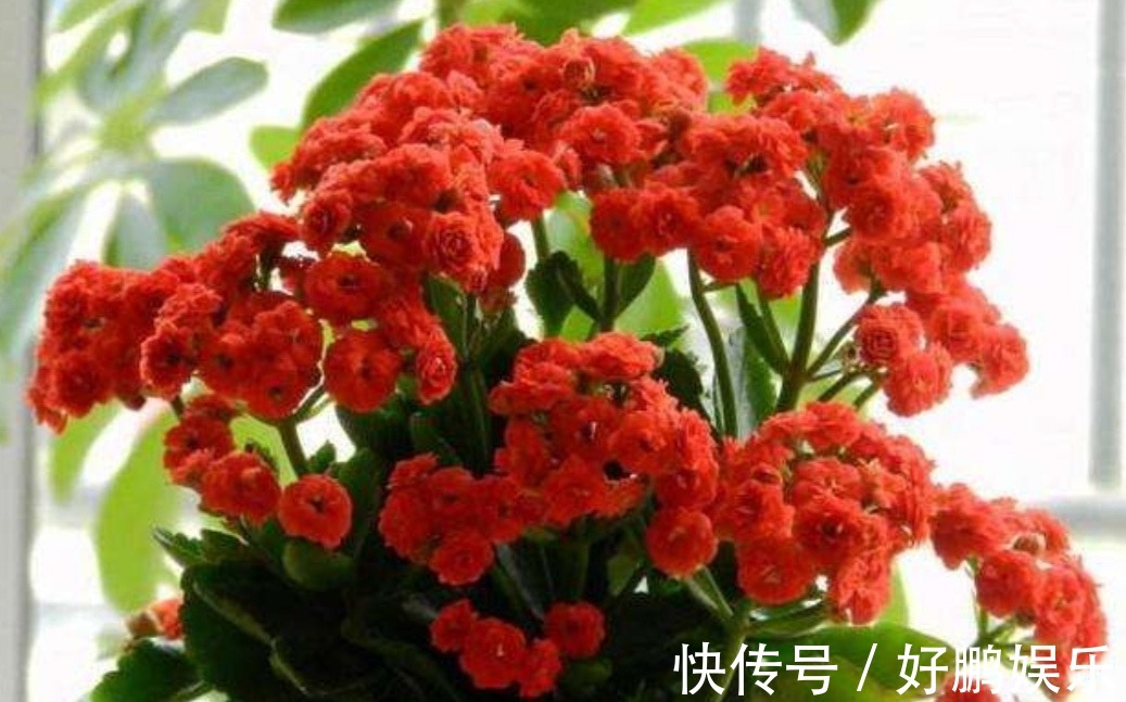 长寿花和蟹爪兰,开完花后做好这几件事,很快能再次开花