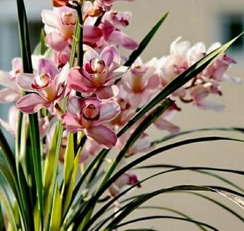  好处|给兰花浇灌或喷洒食醋有什么好处？