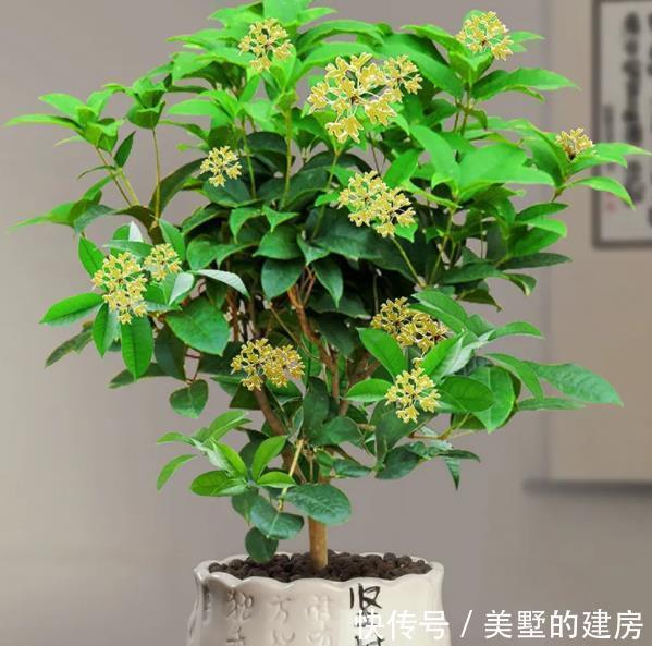 桂花粥|爱花人：立秋了，桂花该安排上了吧？