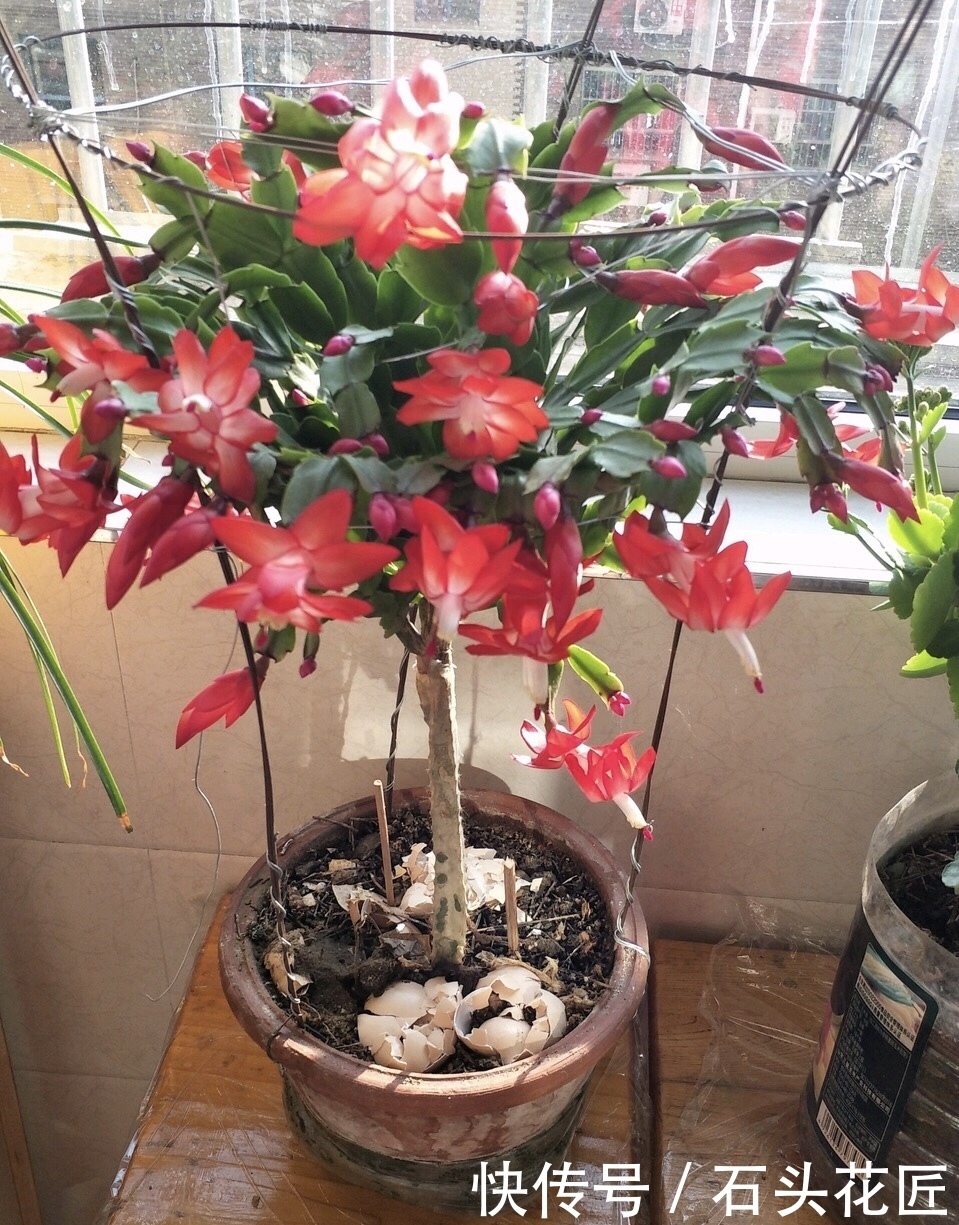 中招|冬天做“2件错事”,花盆里飞出“小黑飞”,你中招了吗?