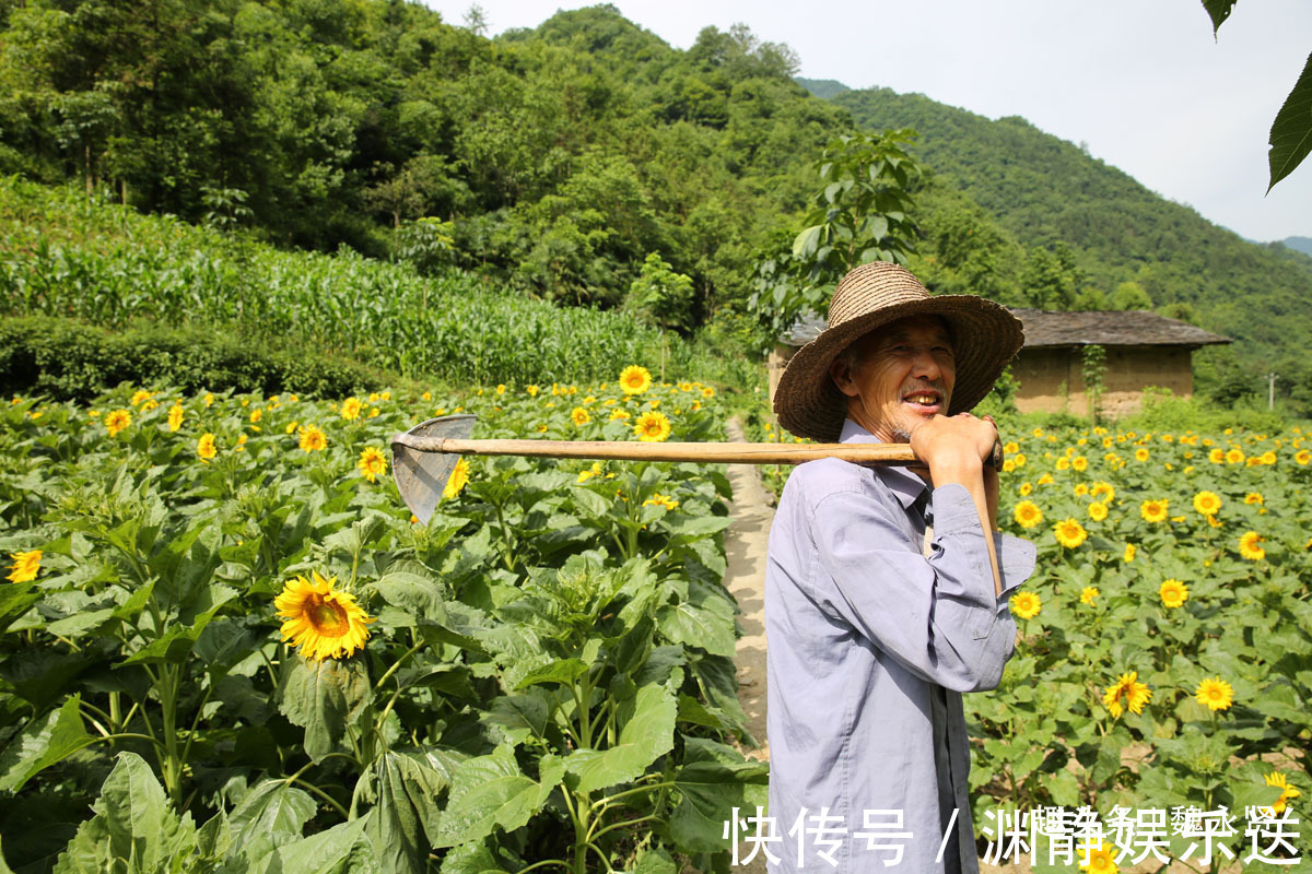 油葵|隐世小山村向日葵花盛开引来游客，高颜值经济让村民脱贫致富