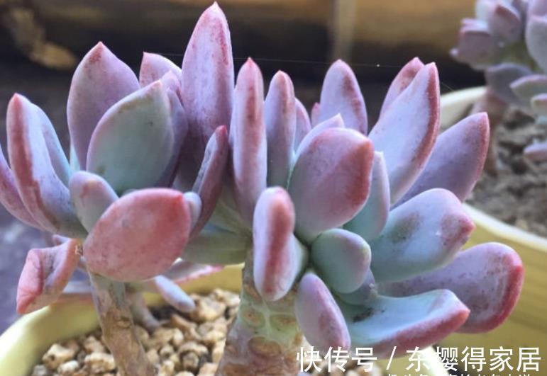 品种|炎炎夏日,我们来认识一下光听名字就很凉快的多肉——秋之霜