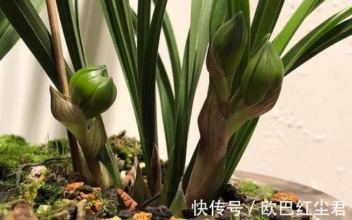 浇水|这款兰花有着“春兰皇后”之美誉,花型新奇,花苞浓香,易养活
