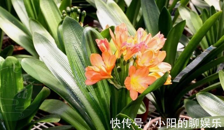 斑纹者|君子兰如何换盆,浇水,施肥