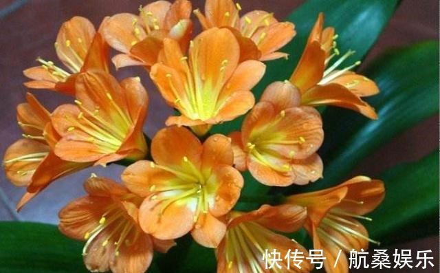 君子兰就喜欢这3种肥,家里都有,埋在盆里就有用,根壮花多