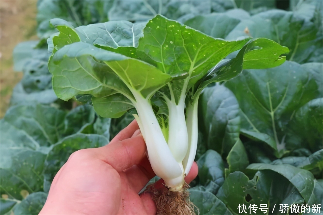  养颜|爱吃的人更健康，3种营养食物必不可少，补气润肺、排毒养颜