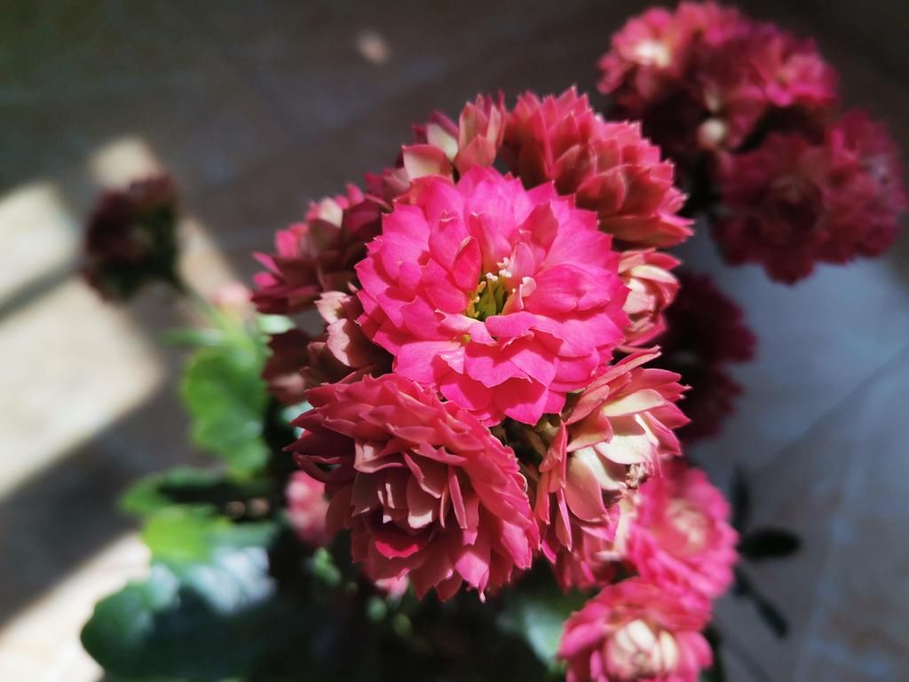  好看|长寿花好看却养不好，对照这“7点”，来看看问题出在哪？