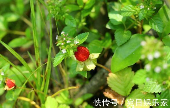 野果|农村最神秘的“野果”,老人说是蛇的食物,有多种神奇治疗药效