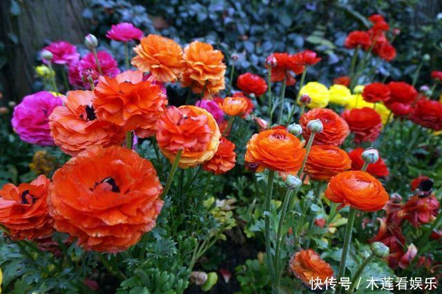 阳台上|叶子像芹菜,开花赛牡丹,这花名叫“芹菜花”,再土也能给你惊喜