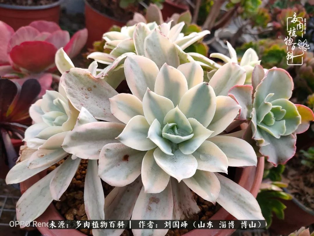 贵的不一定是对的，你的多肉究竟值多少钱附冬季养护攻略！