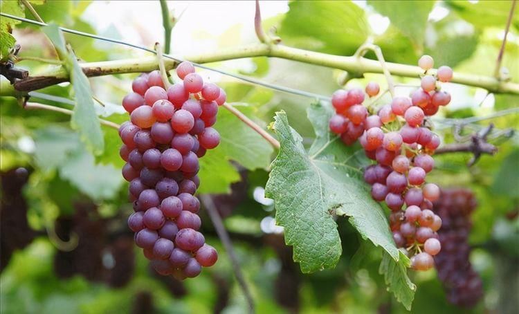 食物|女性不想变老，不妨多吃以下食物，减肥瘦身，滋养皮肤，早吃早好