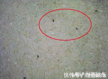 大米生虫|大米生虫不要晒，超市员工教您3招，大米放一年也不生虫