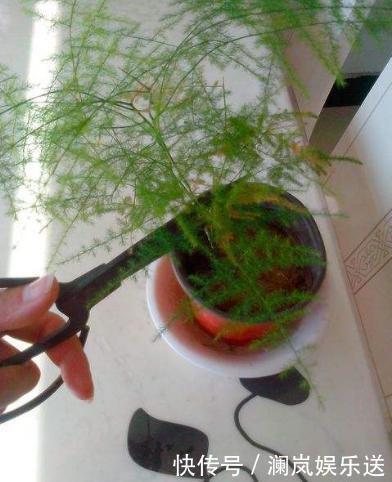 修剪|文竹如何修剪简单“1招”,新芽不断冒,株型漂亮,茁壮茂盛