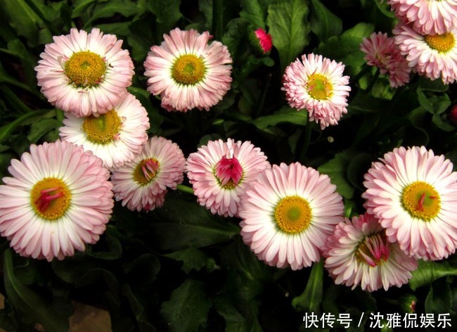 玫瑰|喜欢玫瑰,不如首选珍稀玫瑰“卡罗拉”,花开红如焰火,娇艳欲滴