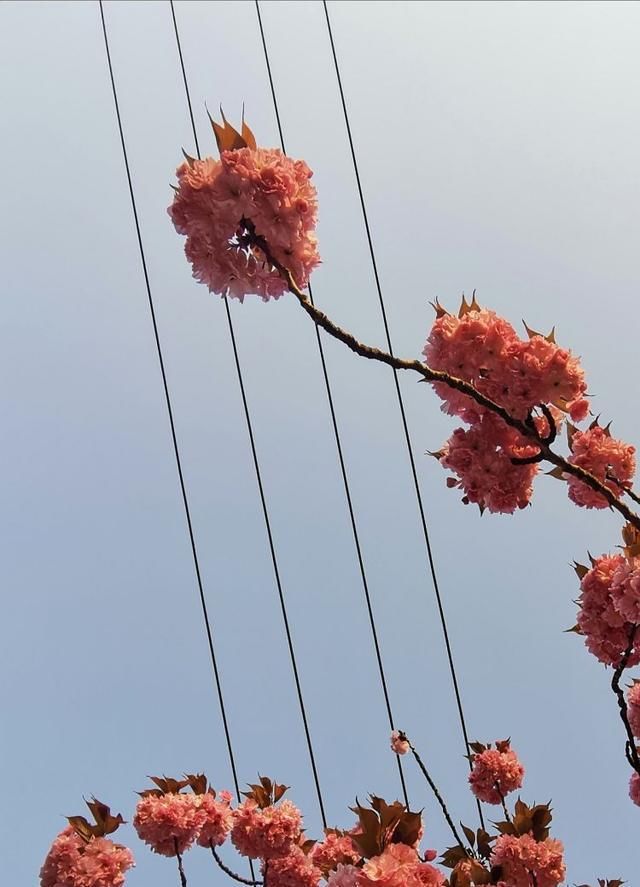 风雨摇曳花瓣雨