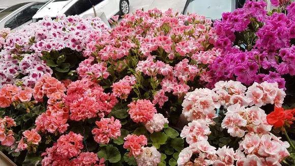 天竺葵度夏|1种花“人人爱”,耐旱好养,新手也能花开成球,一开300天!