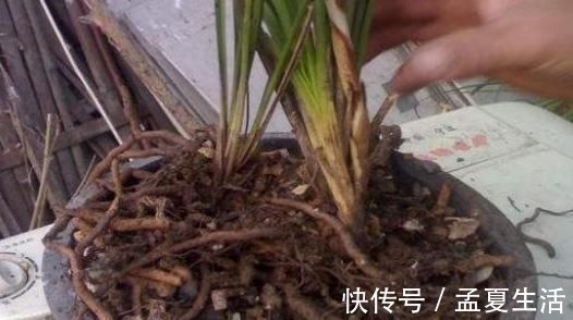 旺盛|这些“硬”东西埋在花盆里，从不烂根，越养越旺盛