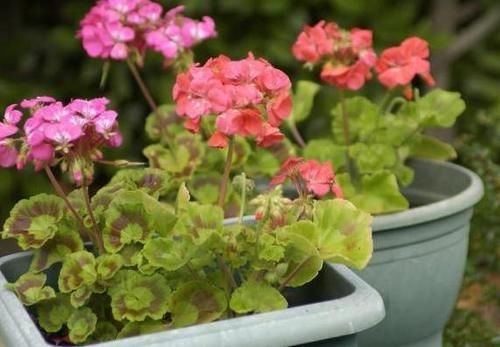 养花不能光从“选土”方面防范积水烂根，还得在浇水上下功夫