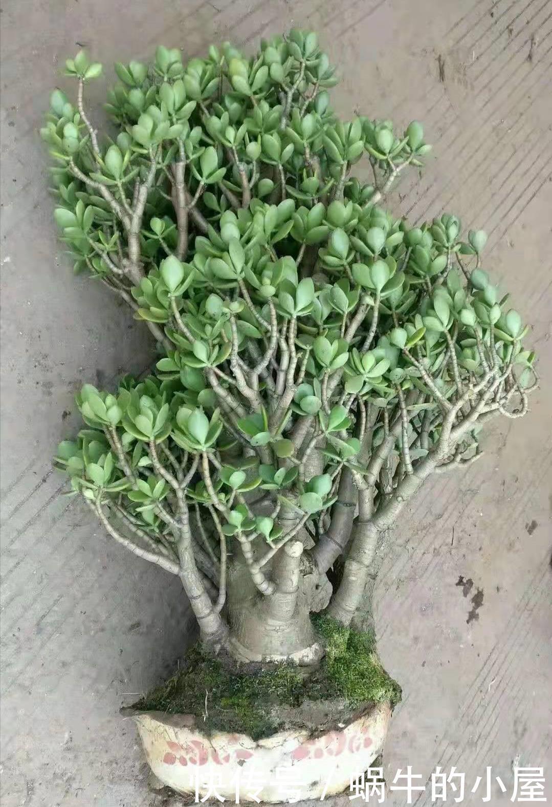 绣球|5种漂亮花,喜欢“穷养”,挤在破盆里,能养30年