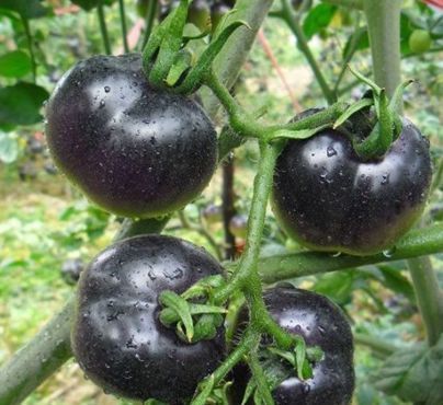 想長(zhǎng)壽得會(huì)吃，推薦三種食物，延緩衰老，補(bǔ)氣補(bǔ)血，好處多多