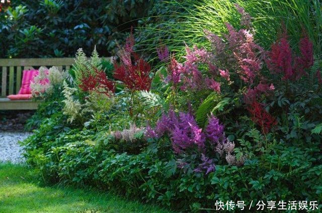 阴生花园的福音,美如新妇的落新妇!