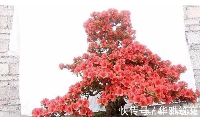 还在养花弄草那是你落伍了,种上这3种树才妙,男女老少都喜欢!