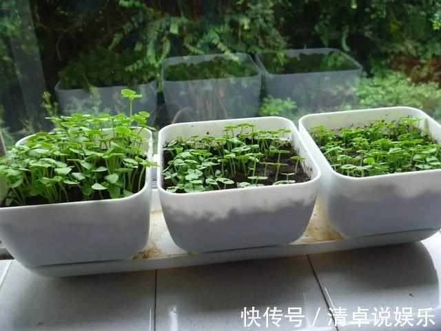 排水性|在窗台上种出一个茂盛的香草植物园,只需要5个步骤啊