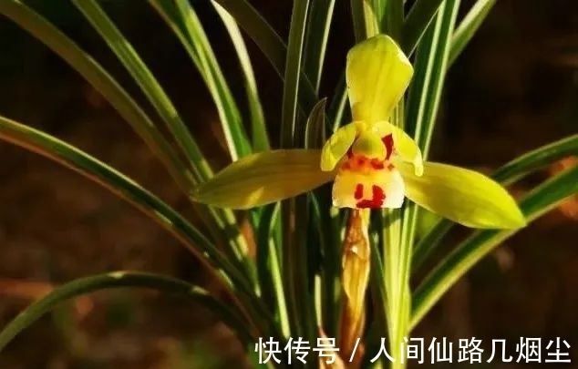 寒露时节,如何管理兰花?只需一个小技巧,花苞更健壮开花更香