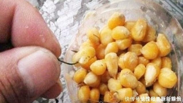  三番五次告诉你，鱼越大越喜欢这些饵，每试用一次都能钓过瘾