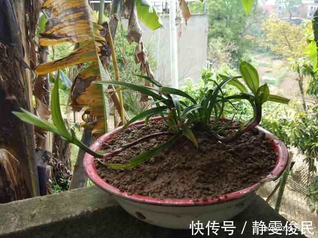 板结|土里加点酸酸水,盆土软得像发糕,养花透气不烂根