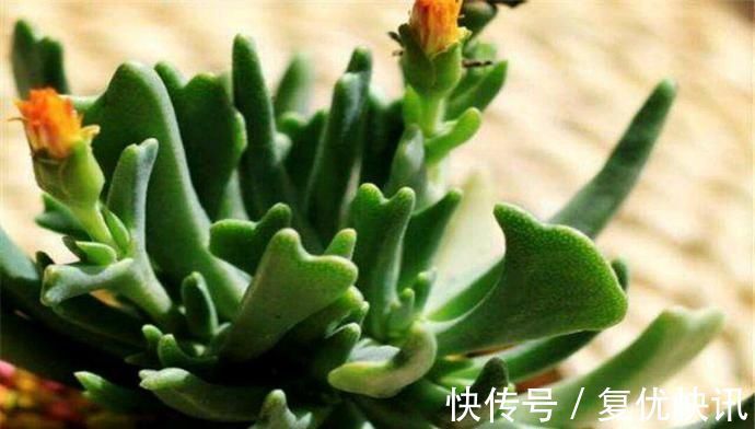 乱麻|快刀乱麻,不走寻常路的多肉植物,不算呆萌,但让人印象深刻