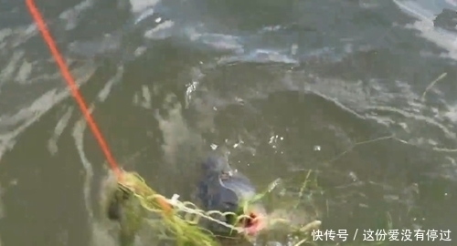 气球|煮熟的红薯做饵,气球为浮漂,放到大河中,钓获大鲤鱼,成本真低