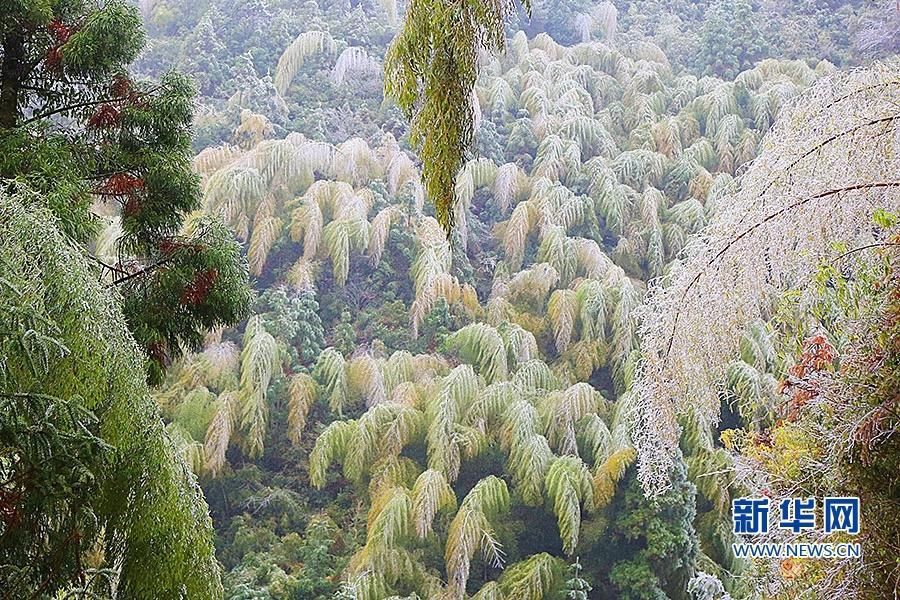 玉树琼花|宁德寿宁：冰羽晶莹 玉树琼花