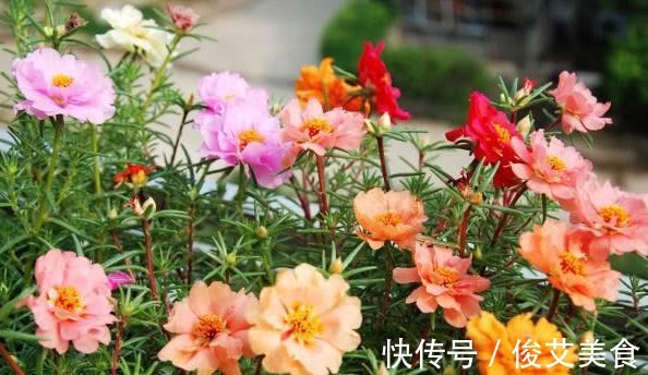 养花公认最喜欢的“5种花”,沾土就活,开花就爆盆,见花不见叶