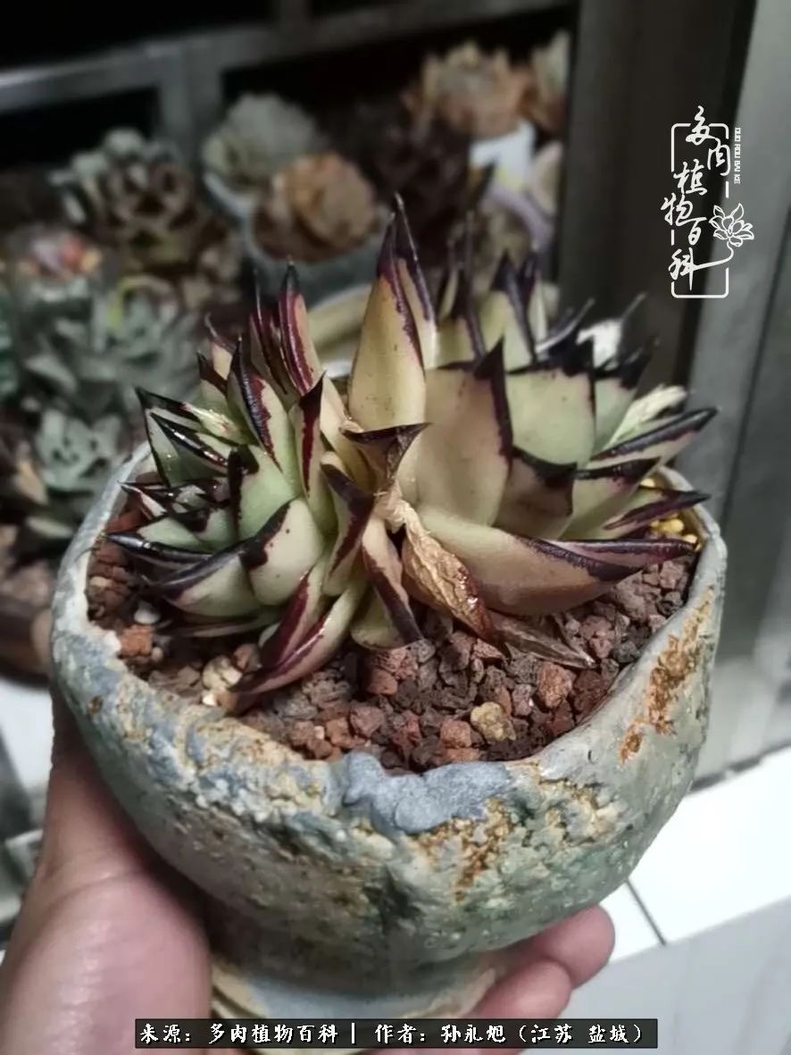 养多肉三年多九万里悟道，终归诗酒田园！