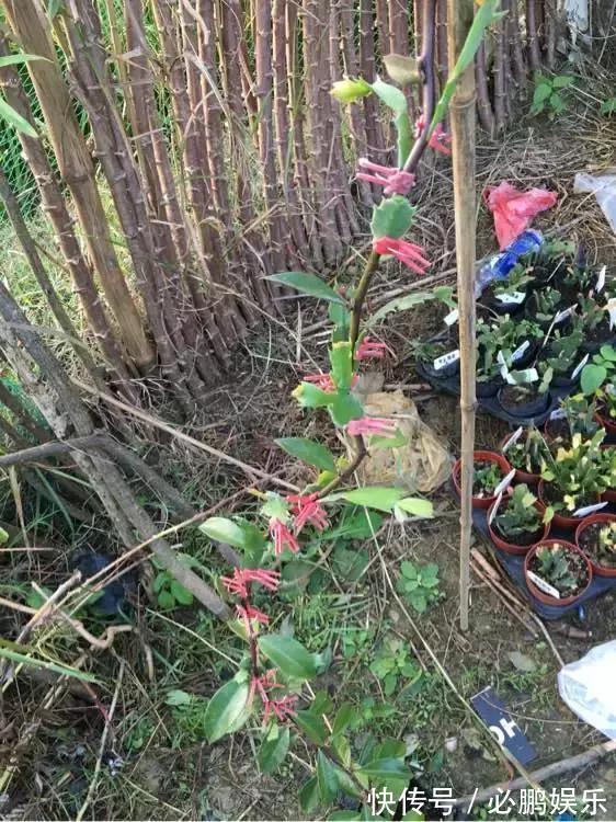 蟹爪兰嫁接1种枝条,花量暴增上百朵,开成大花树,还不烂根!