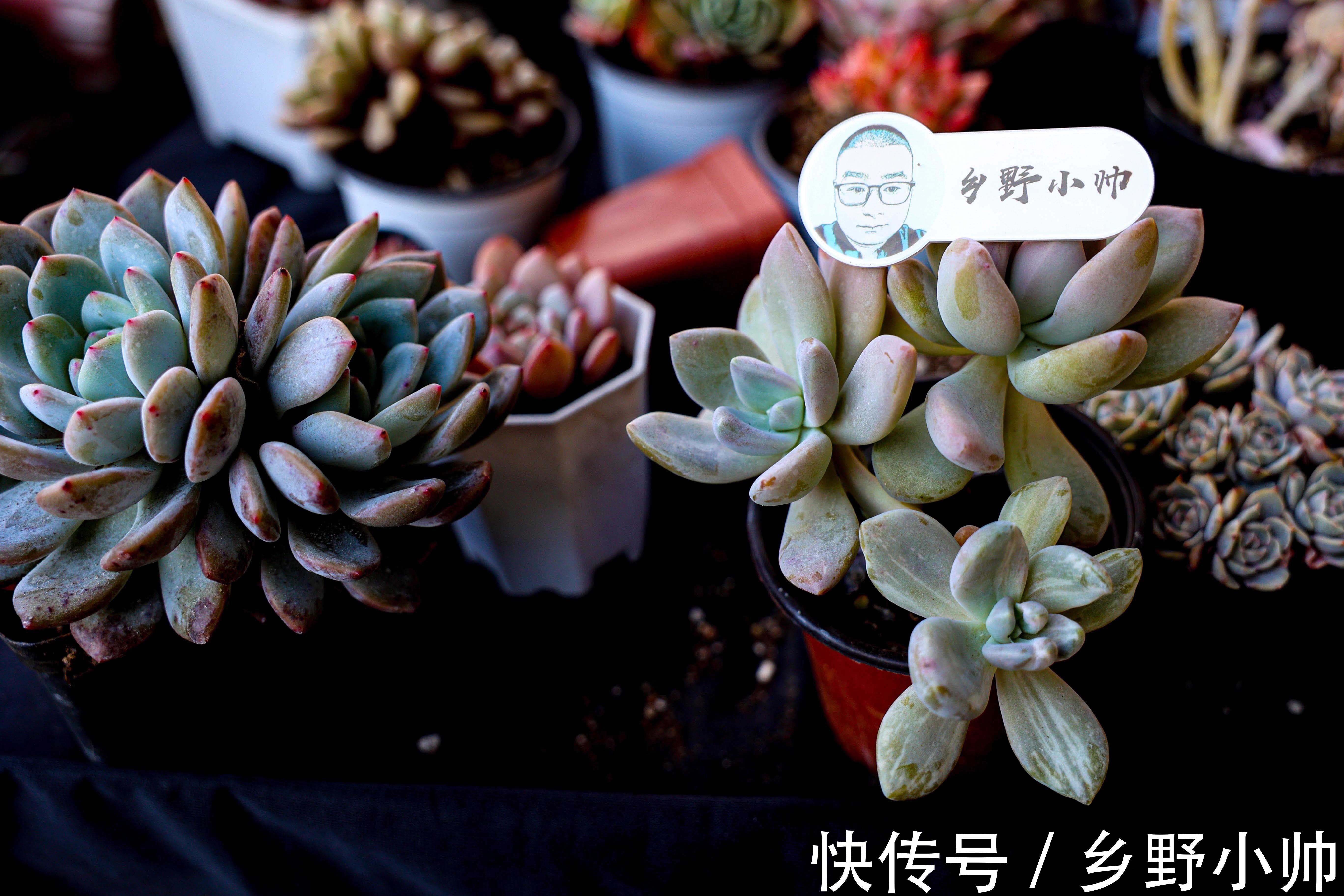 多肉界的“肉坚强”,零下十几度也不怕,冬天照样好养活