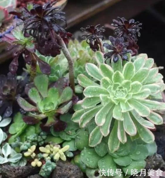 养护多肉9大忌,看看你犯了哪一条