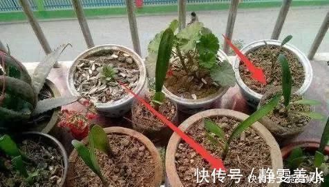 花匠|养花别只会傻傻浇水，老花匠教你1诀窍，让家里盆栽油光发亮