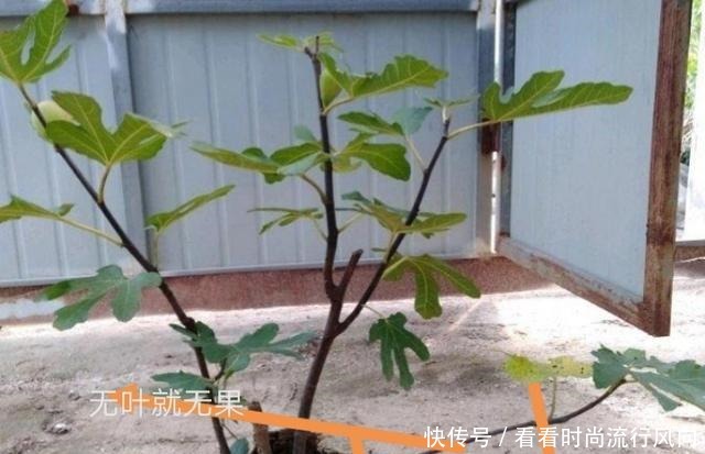 冬养无花果，不修剪、温度高来年没果子，做好这2点，果子压弯枝