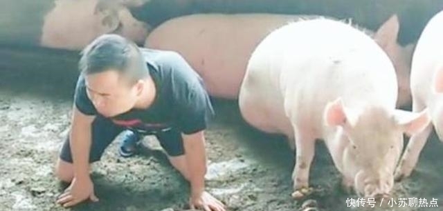 选择|老农家猪圈离奇丢猪,无奈选择报警,专家赶来后却乐开了花